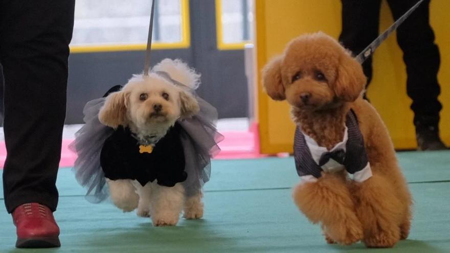 Dos de los caniches asistentes al evento de Fene en 2024, vestidos de gala. Coco -el perrito de la derecha- como perfecto anfitrión.