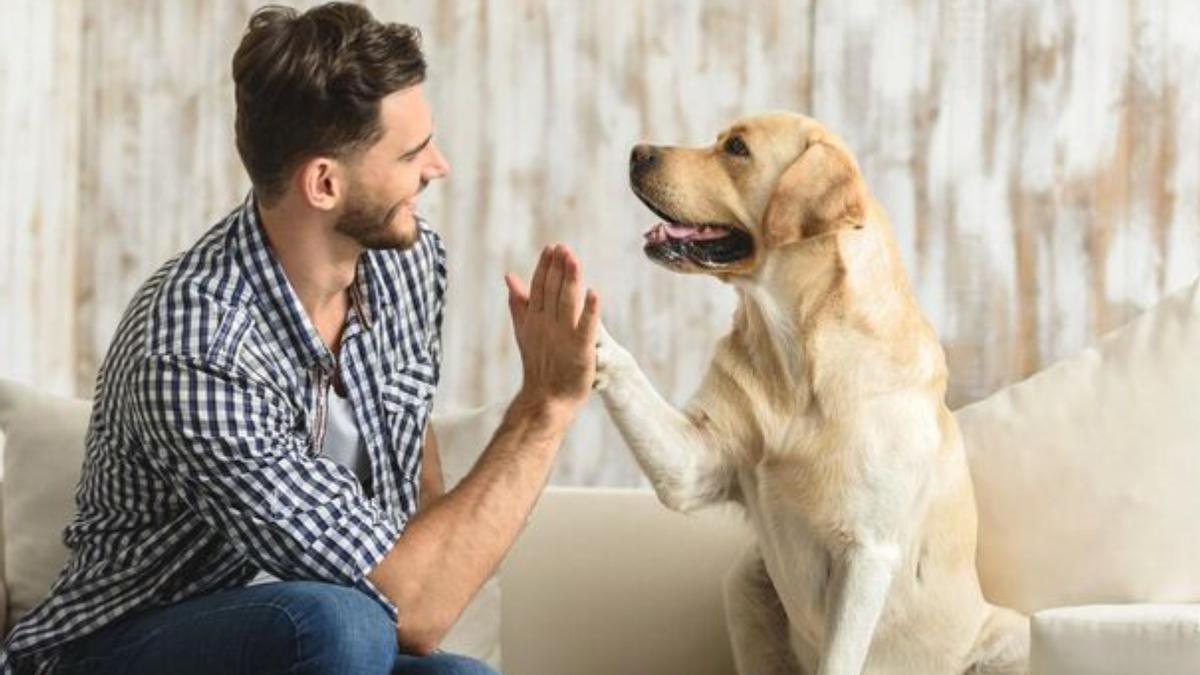 Vídeo: Cariñosa, antidepresiva y antiestrés, esta es la mejor raza de perro que existe
