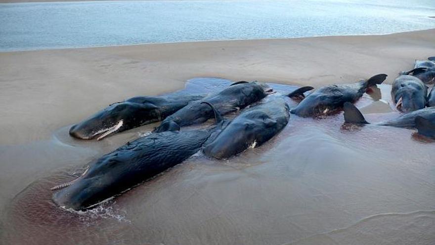 Foto facilitada por el Servicio de Vida Salvaje y Parques Nacionales de algunas de las cincuenta ballenas varadas en una playa de una isla de Tasmania, hoy viernes 23 de enero. El Servicio de Vida Salvaje y de Parques Naturales ha salvado a siete de estos ejemplares y ahora esperan poder devolverlos al mar cuando haya marea alta. EFE/Servicio de Vida Salvaje y Parques Nacionales.