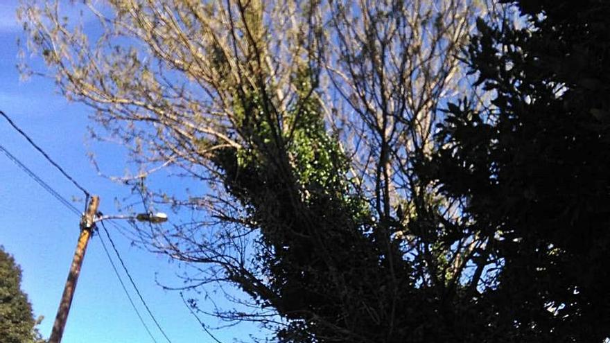 El árbol que amenaza con desplomarse en la carretera que baja a Massó