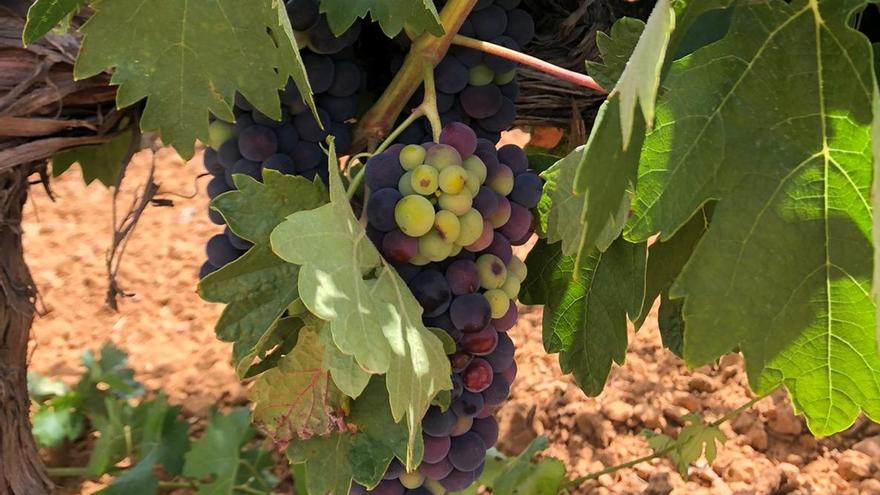 Racimo en el que se aprecia el envero durante el que las uvas cambian de color