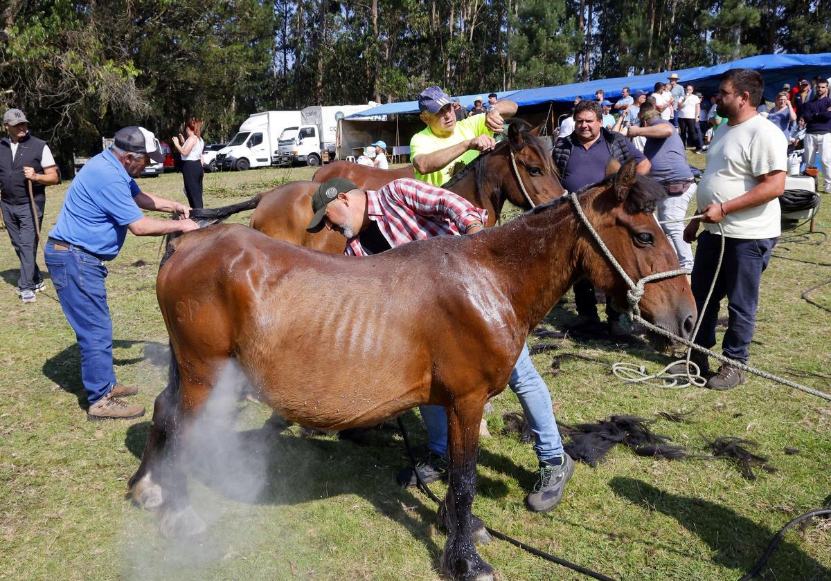 El curro de Mougás reúne a 550 caballos