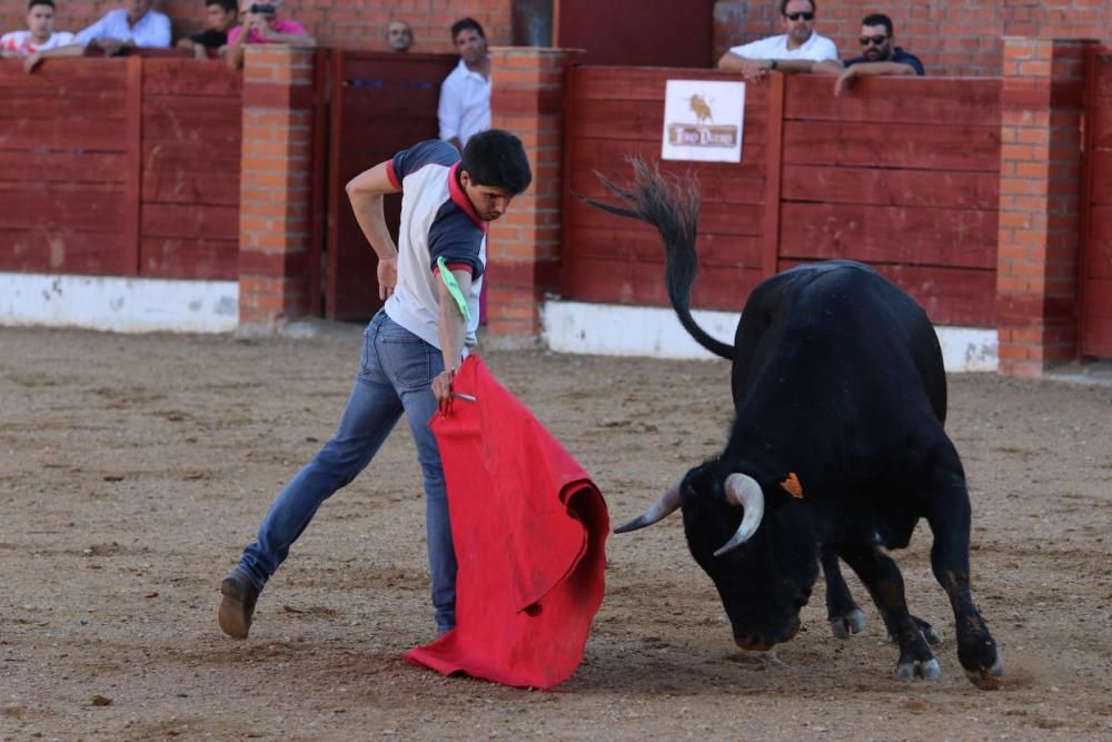 Concurso de cortes en Fuentesaúco.