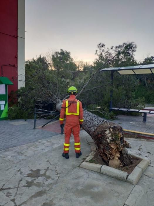 El fuerte vendaval causa la caída de árboles y de cascotes en València