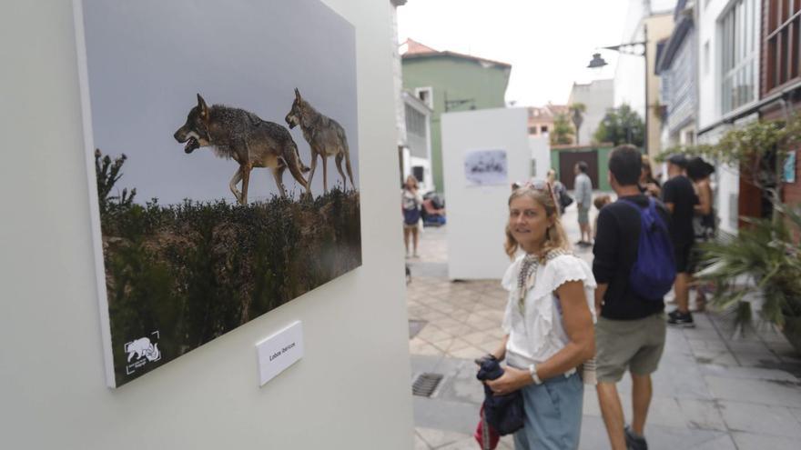 La visión de Maxi Díez Reyes sobre la fauna salvaje, a exhibición en La Baragaña