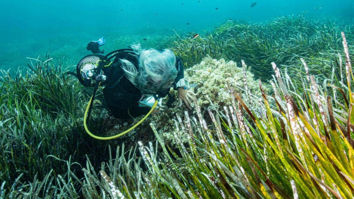 Imagen de un estudio de la posidonia del GEN-GOB.