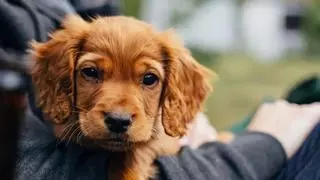 Si tienes mascotas en casa, podrás deducirte sus gastos de la declaración de la renta: estos son los requisitos