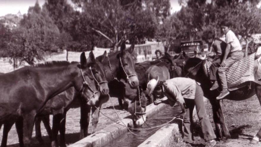 Cáceres honra la tradición ganadera en un emotivo homenaje en el Rodeo
