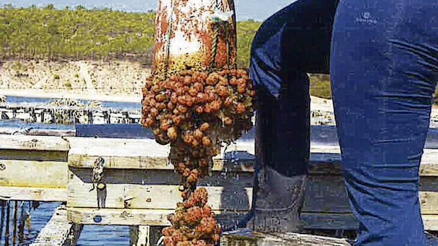 Uno de los hallazgos de la presencia de la &#039;Styela plicata&#039; en Portugal.