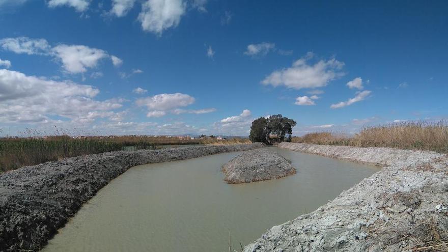 La lubina vuelve a nadar en el Parque de l´Albufera