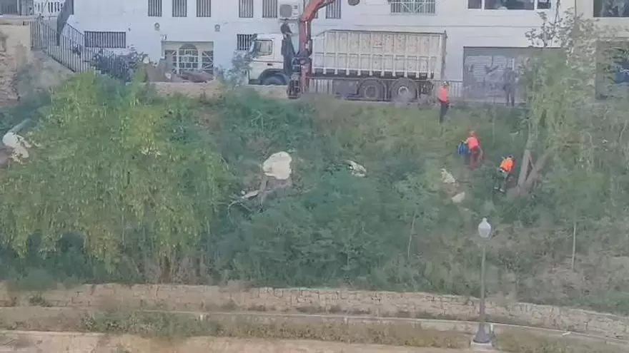 Suma y sigue de talas en la ladera del Vinalopó en Elche