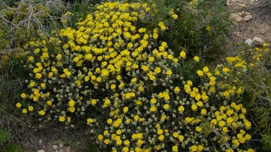 Imagen de plantas de &quot;Cabeza de Gato&quot;, que trata de salvar la Universidad.