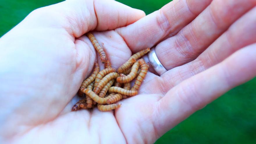 Ejemplares del gusano amarillo de la harina o &#039;Tenebrio molitor larva&#039;.