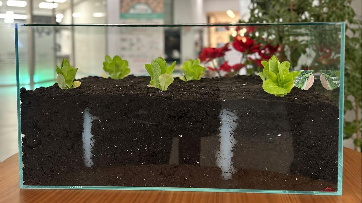 El sistema retiene el agua durante semanas y la libera de forma gradual solo cuando la planta la necesita