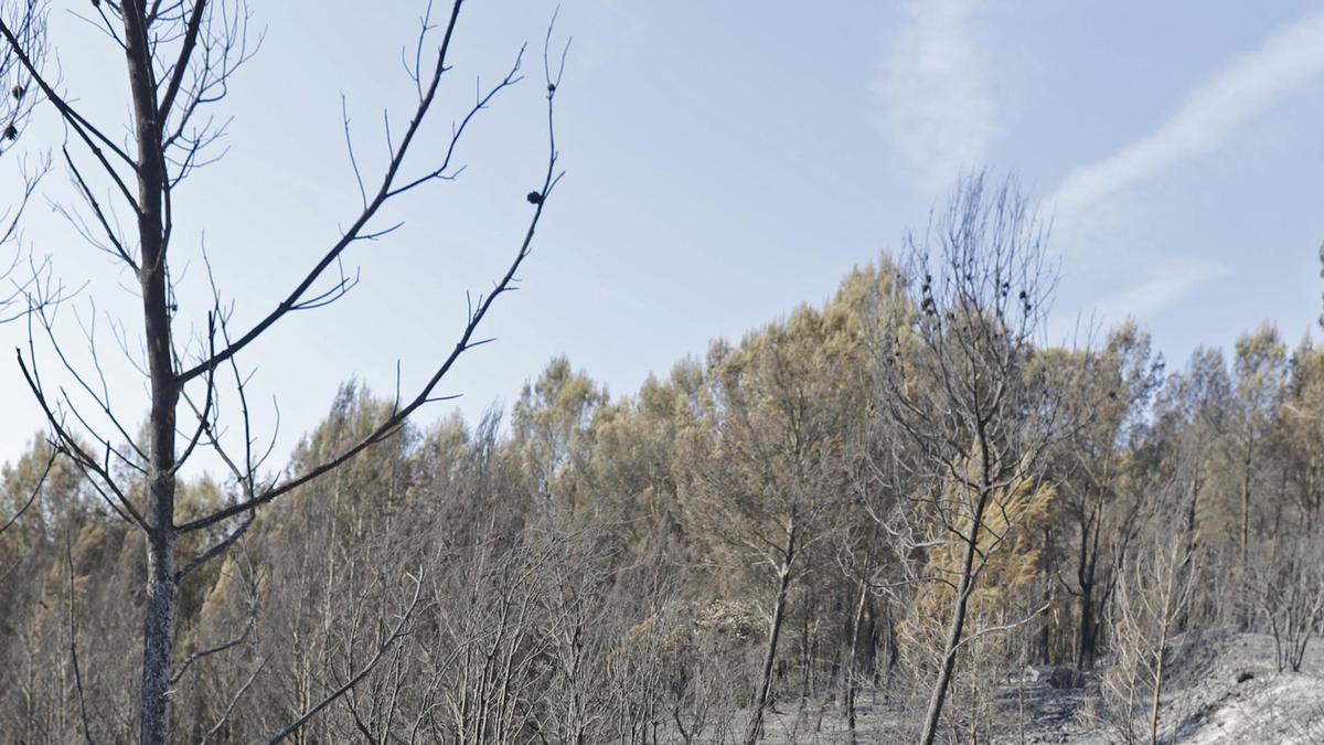 Les imatges de l'incendi de Ventalló i Vilopriu