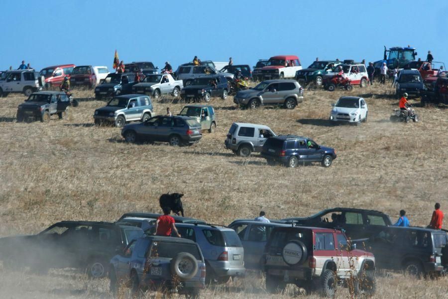 Encierro campero en Moraleja del Vino