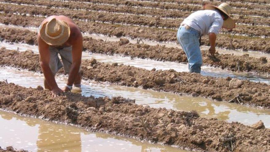 Agricultores riegan sus cultivos con agua procedente del Trasvase Tajo-Segura