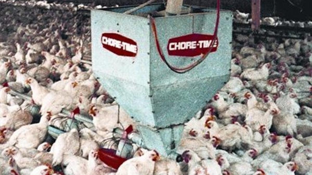Centenares de pollos, en una granja estadounidense.