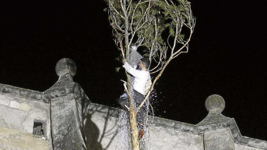 El gallo está en el interior de una cesta en lo alto del Pi de Sant Antoni.