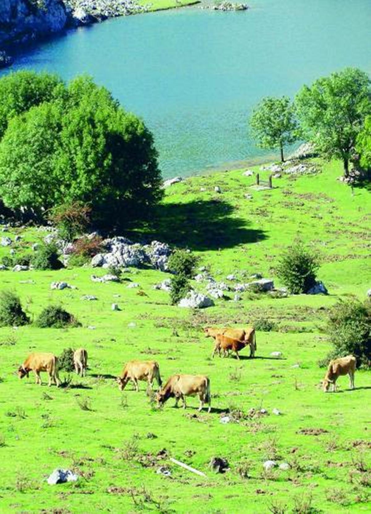 El mal tiempo dificulta la subida al puerto de Covadonga de los rebaños de cabras y ovejas