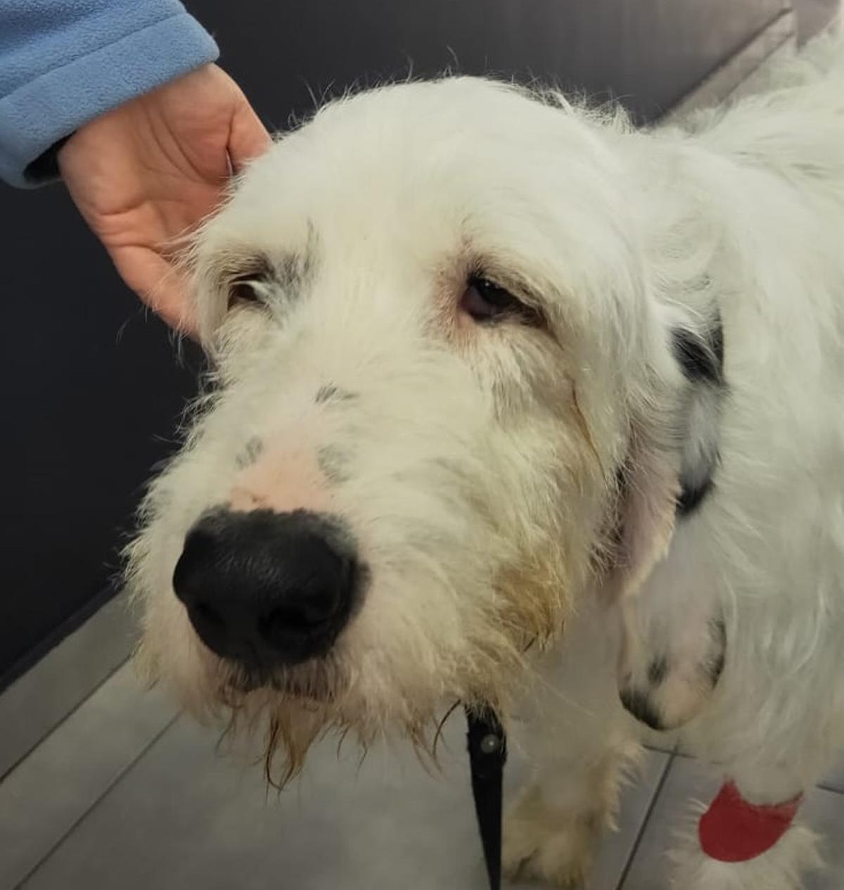 El perro estuvo hospitalizado 12 días.