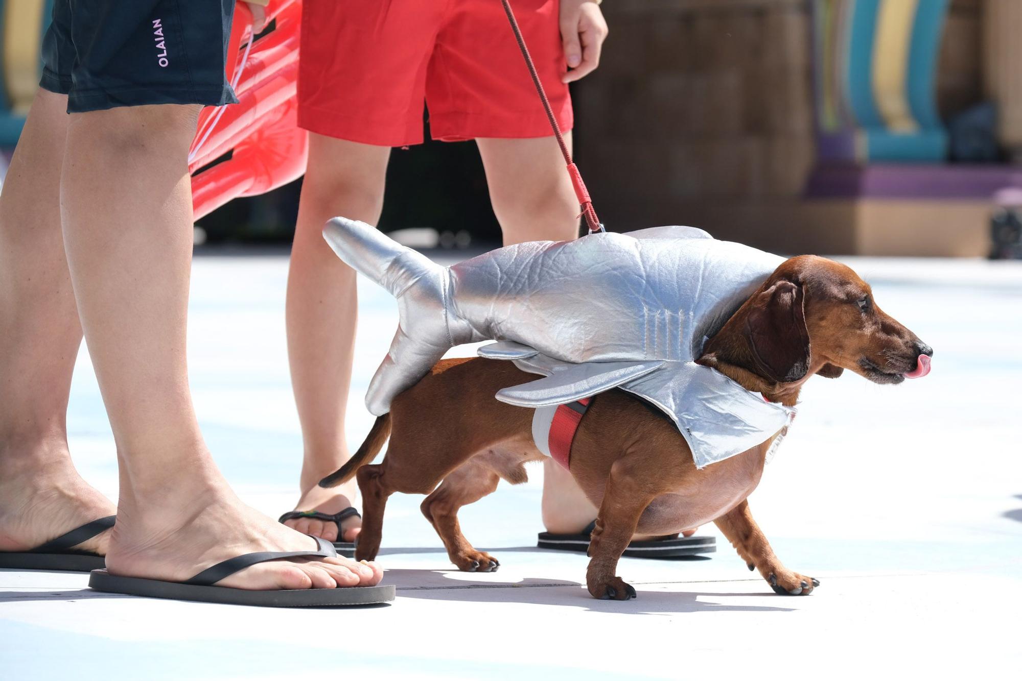 Carnaval Canino de Las Palmas 2022