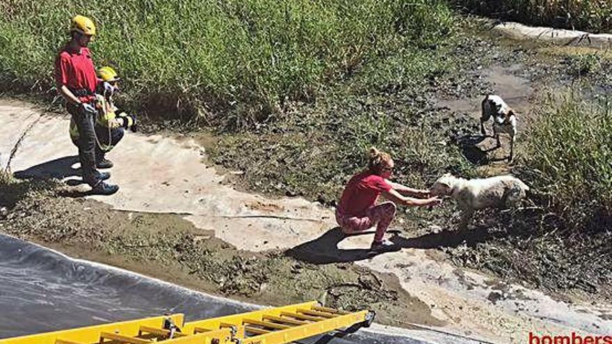Rescat de dos gossos en una bassa al polígon de Sant Jaume de Llierca