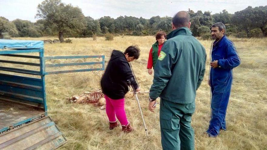 Lobada en una ganadería de Luelmo