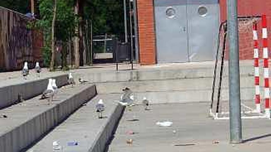 Las gaviotas toman los patios de los colegios