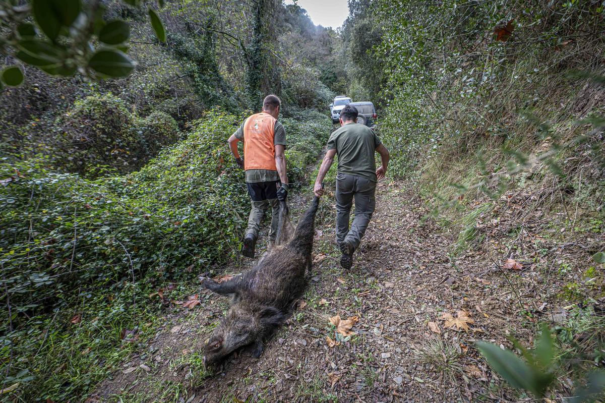 Dentro de una batida de jabalí: así trabajan los cazadores de Cassà de la Selva