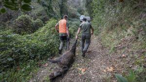 Dentro de una batida de jabalí: así trabajan los cazadores de Cassà de la Selva