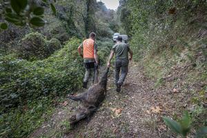 Dentro de una batida de jabalí: así trabajan los cazadores de Cassà de la Selva