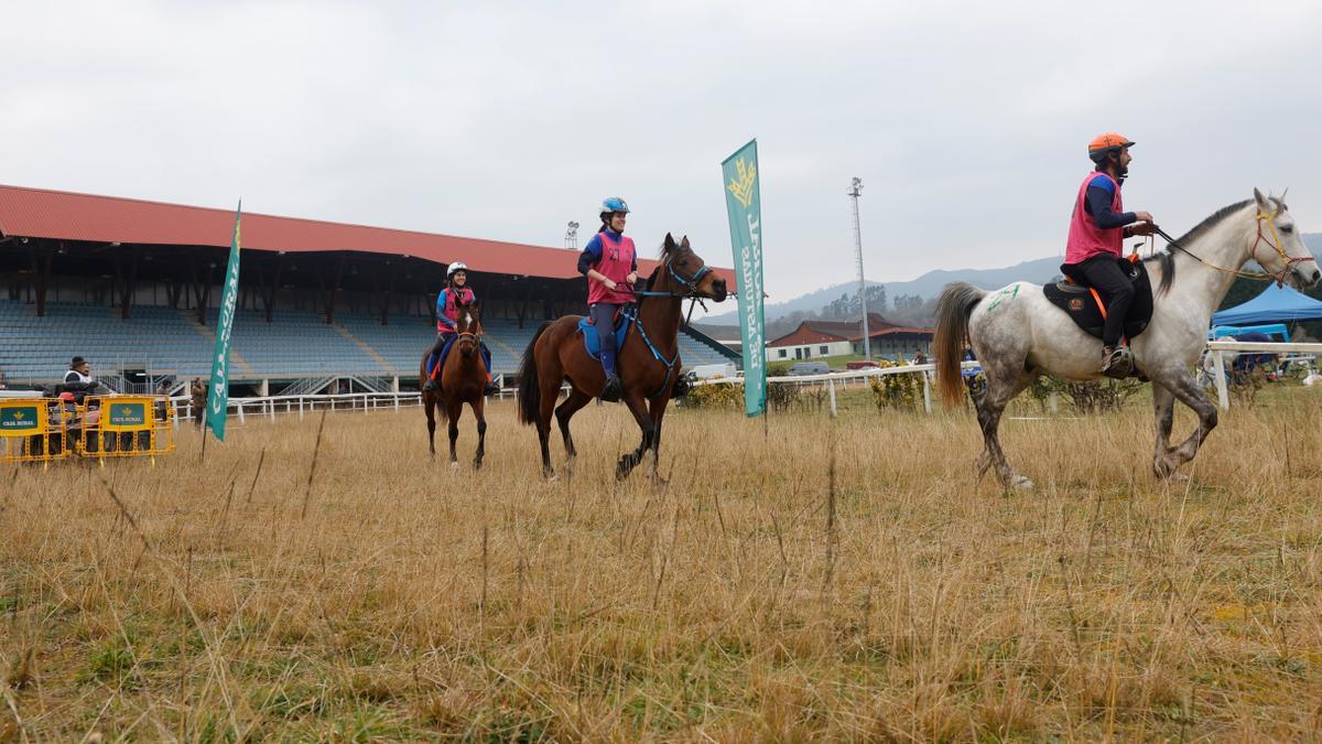 Caballos en el centro ecuestre del Asturcón.