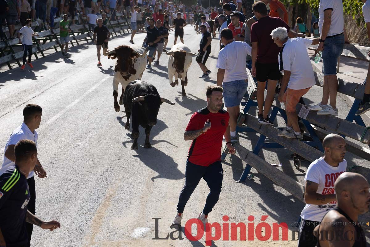 Sexto encierro de la Feria del Arroz de Calasparra