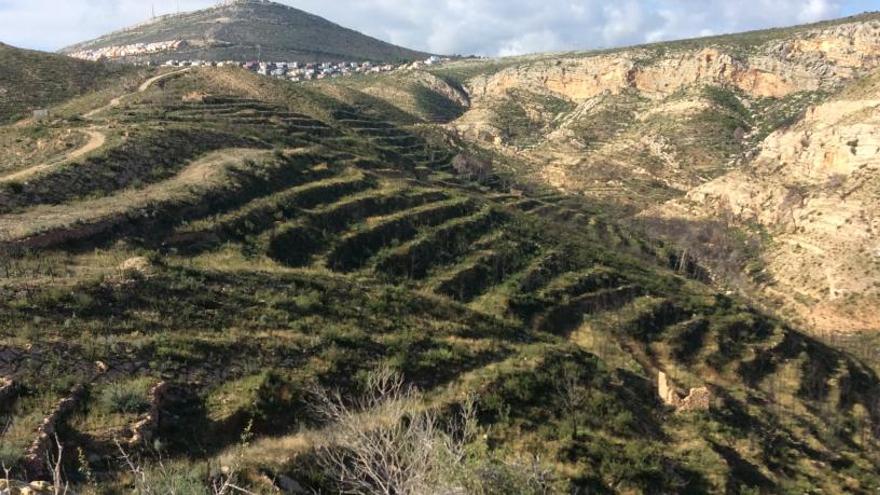 La Granadella, un tapiz verde de minúscula vida