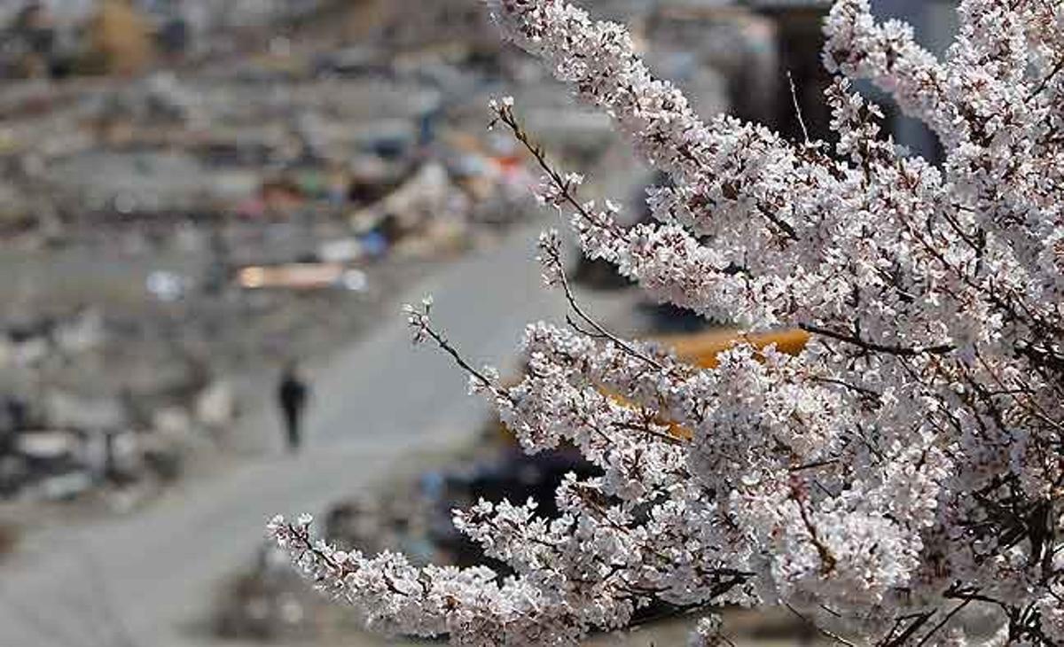 Un cirerer en flor en primer pla, amb una àrea devastada pel terratrèmol de l’11 de març en segon pla, a Ofunato (Japó).
