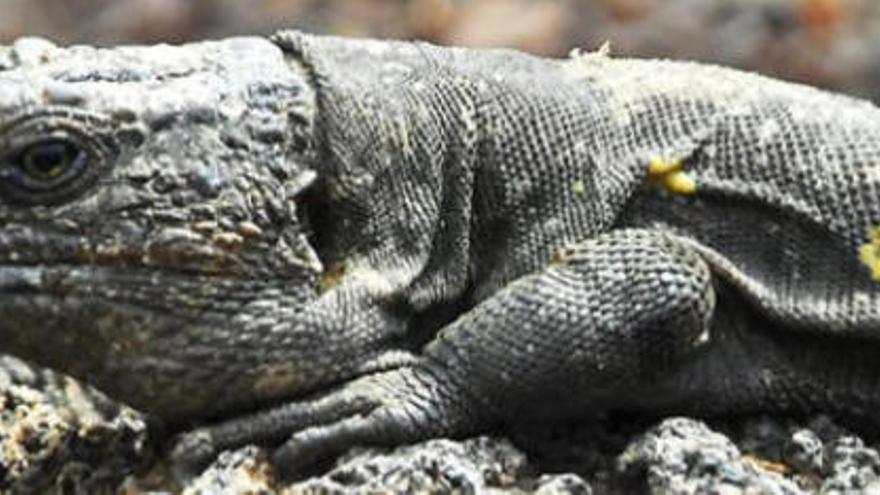 El lagarto de Gran Canaria - Gallotia stehlini