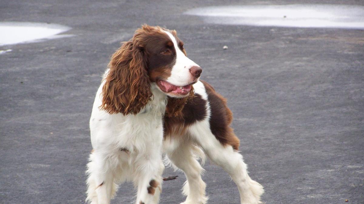 Springer Spaniel inglés: una de las razas de perros de caza más demandadas en España