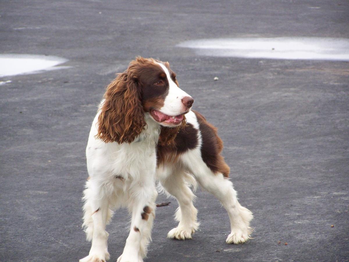 Springer Spaniel inglés: una de las razas de perros de caza más demandadas en España
