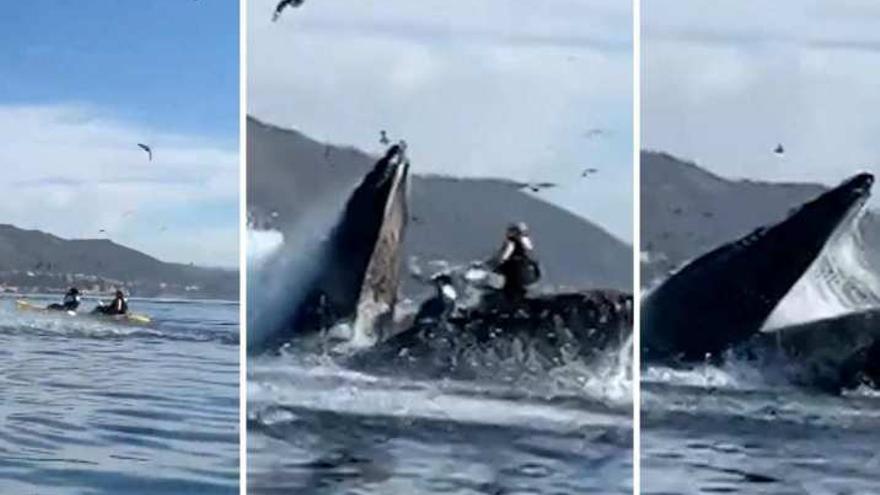 Una ballena casi se traga a dos kayakistas