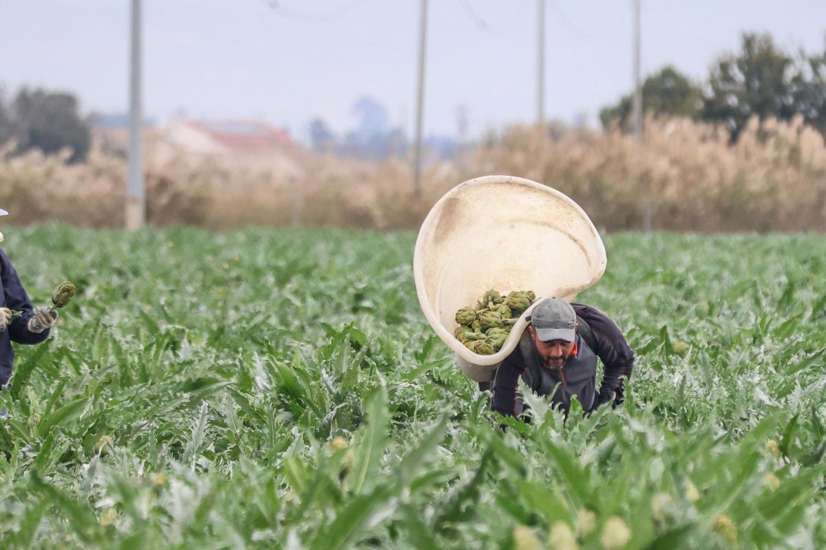 La alcachofa ha sido una de las hortalizas más afectadas por las inusuales temperaturas registradas este año.