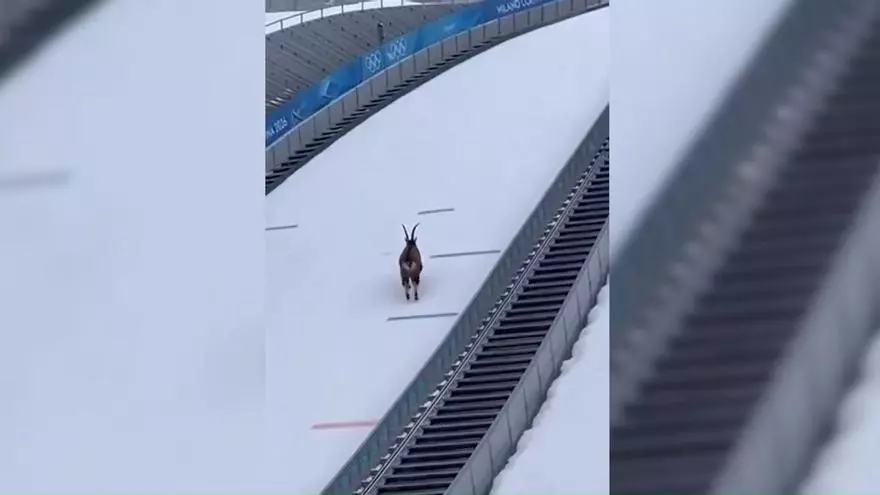 Ayer un lobo y hoy una cabra protagoniza los Juegos Olímpicos de invierno