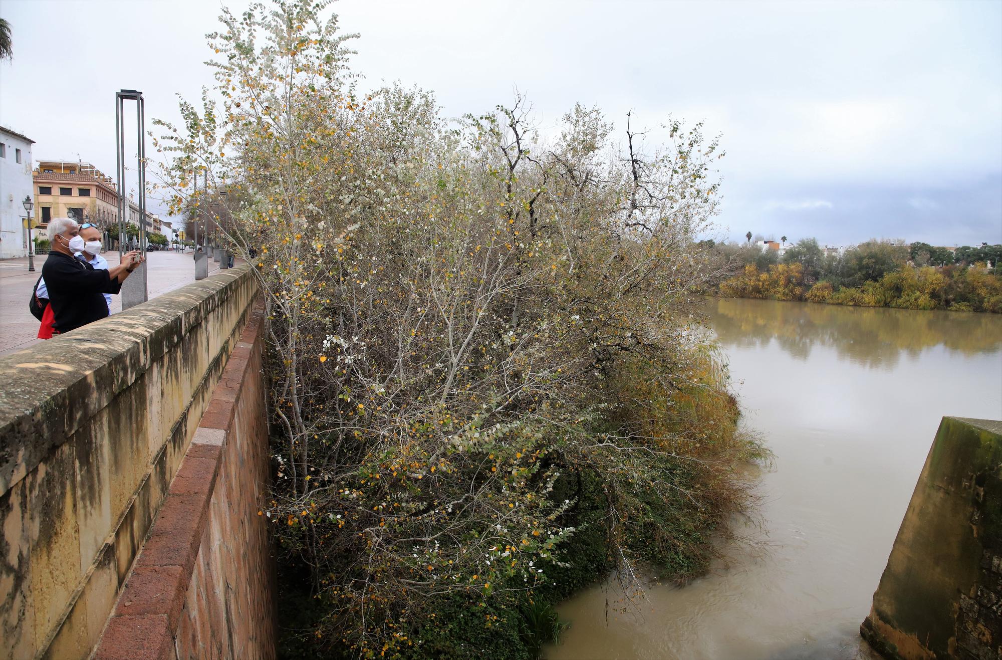 La vegetación no deja ver el río Guadalquivir