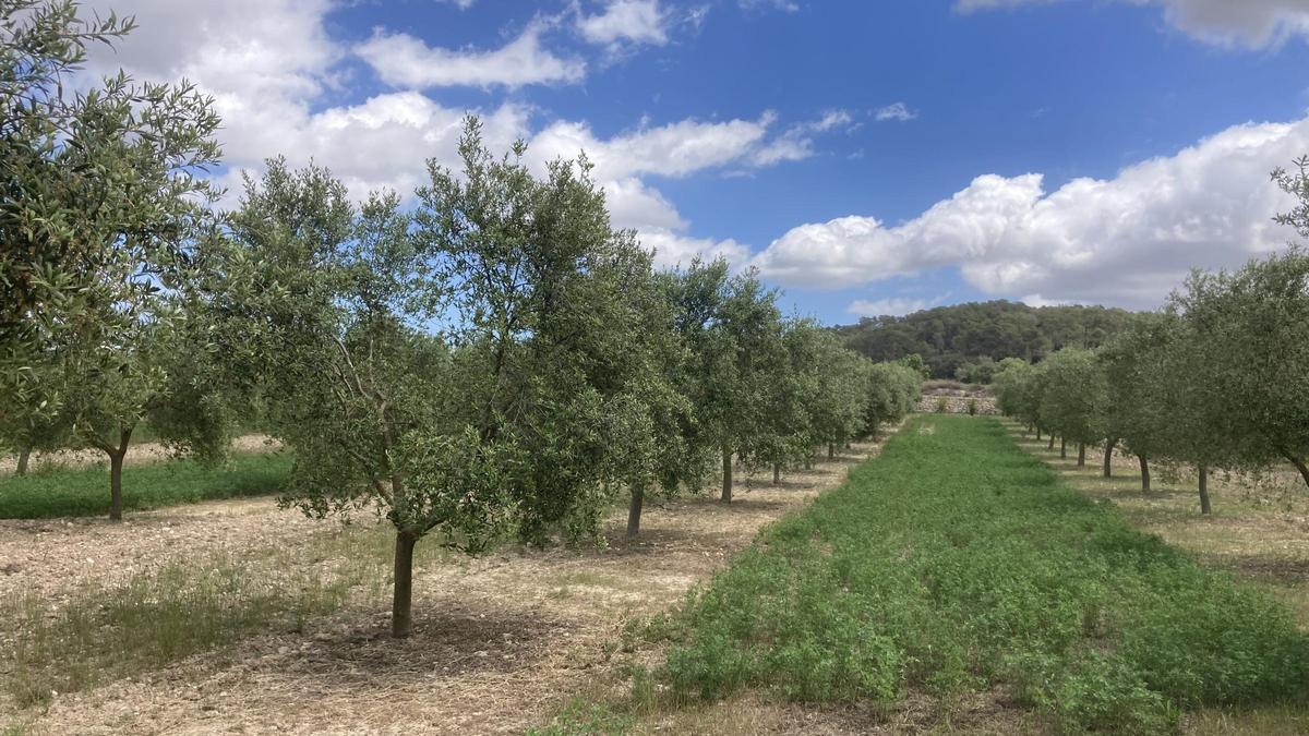 Los productores ecológicos critican la nueva ley agraria.