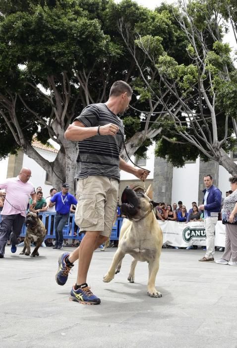 Celebración del I Certamen Nacional de perro ...