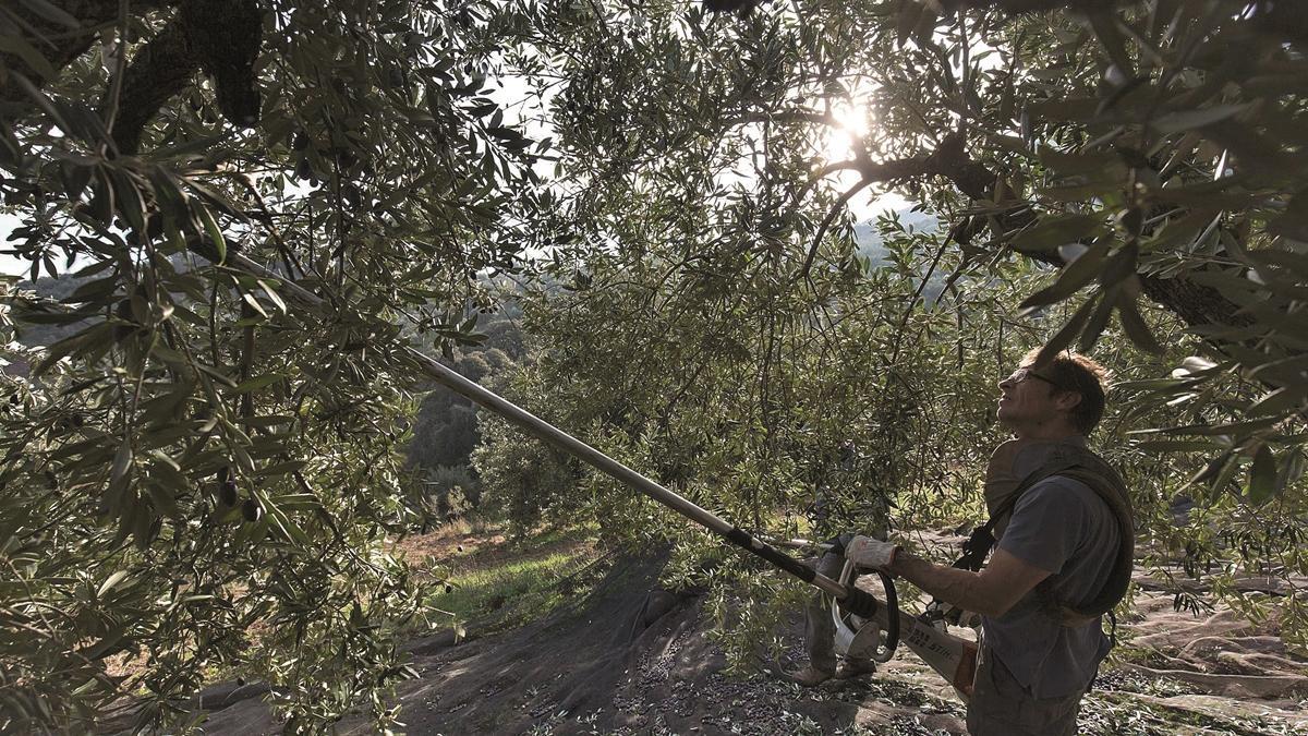 Un trabajador desempeña labores agrícolas en un entorno escarpado de sierra, entre un nutrido ‘mar’ de olivos.