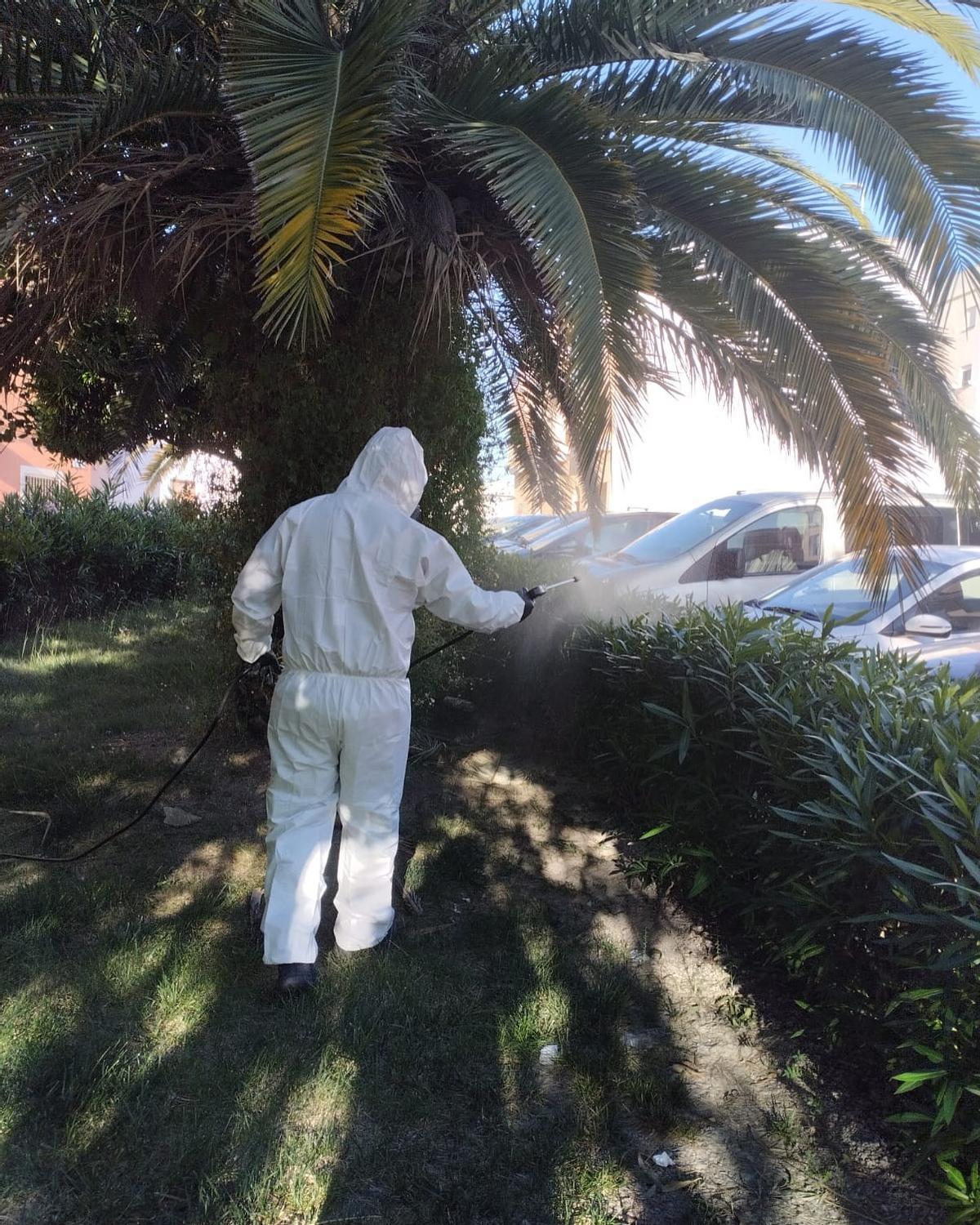 Trabajador pulverizando una zona verde con el tratamiento contra el mosquito tigre en Benigànim.