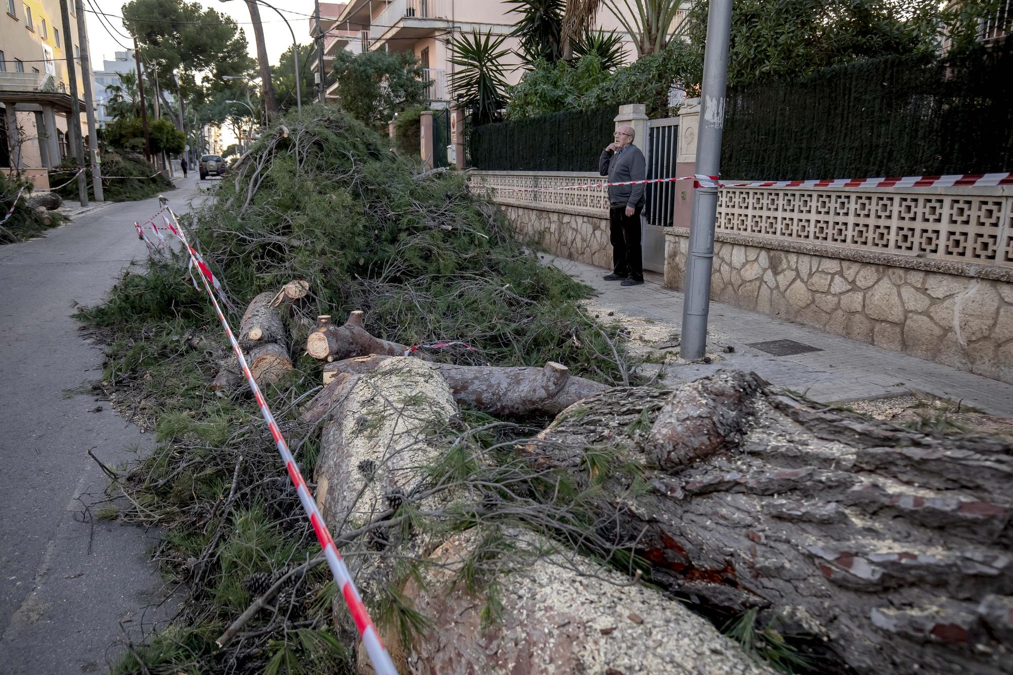 Los vecinos lamentan el "exterminio masivo" de árboles en la calle Pins de Can Pastilla