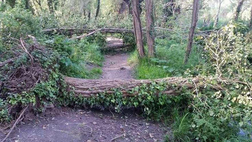 Árboles tirados en la senda fluvial de Os Gafos. // Vaipolorío