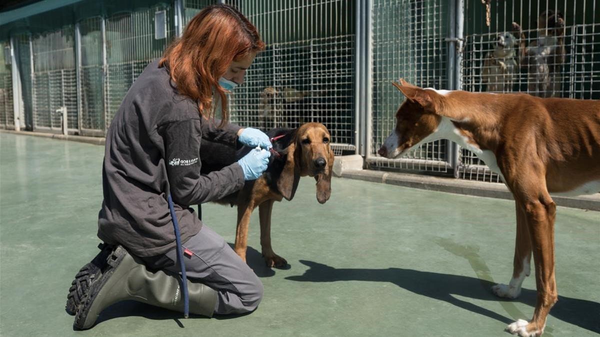 Una trabajadora cuida a los animales del Refugi de Cal Pilé, centro de acogida de Mataró.